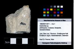Foto (Objekt + Etikett) von Eodromites sp.  (NHMW-GEO-1990-0041-3971)